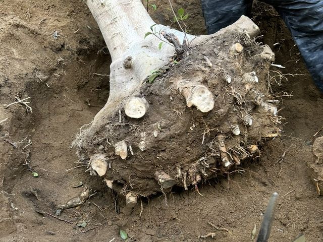 造園一筋15年以上！特殊工具も複数完備しておりますのでご安心してお任せください！