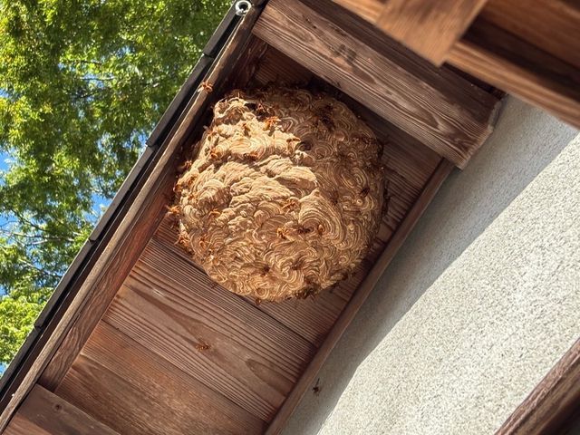 蜂の巣駆除