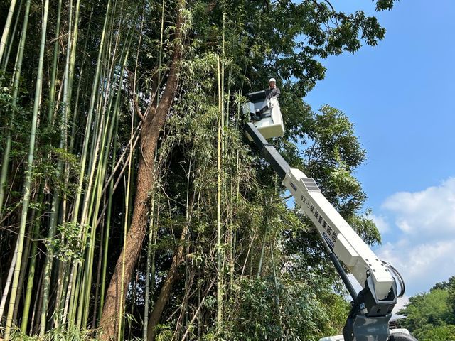 伐採、抜根、特殊伐採