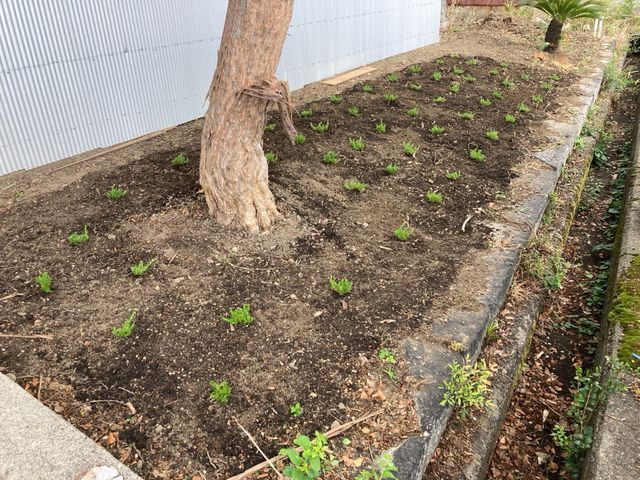 お庭や空き家の管理辛い草むしり作業はお任せ下さい！