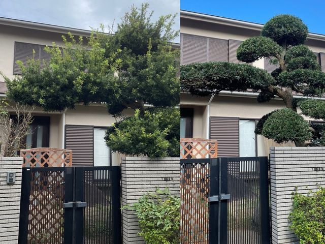 【くらしのマーケット11年目！】枝葉回収費込み価格！バッサリ剪定は今が最適！