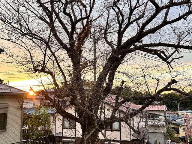 【くらしのマーケット掲載12年目！】枝葉回収費込み価格！バッサリ剪定は今が最適