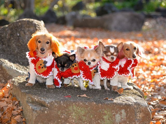 JBP協会 認定ブロンズ会員（初級資格・基準評価クリアフォトグラファー）