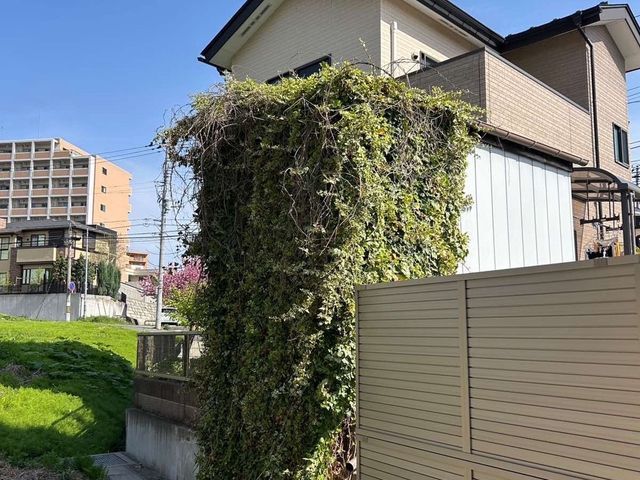 ツタ撤去、回収