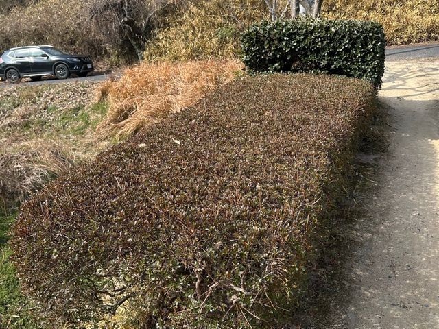 出店記念キャンペーンにつき地域最安値に挑戦中！生垣剪定の腕には自信があります！