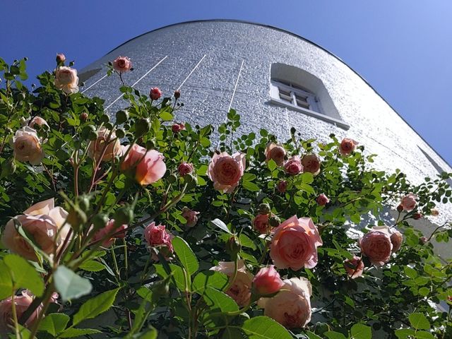 【バラ栽培専門店】バラの冬剪定 ご相談・お見積りお待ちしています！