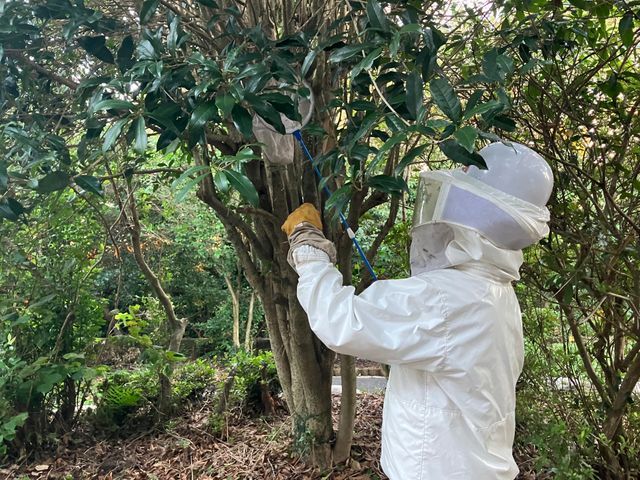 鹿児島蜂駆除