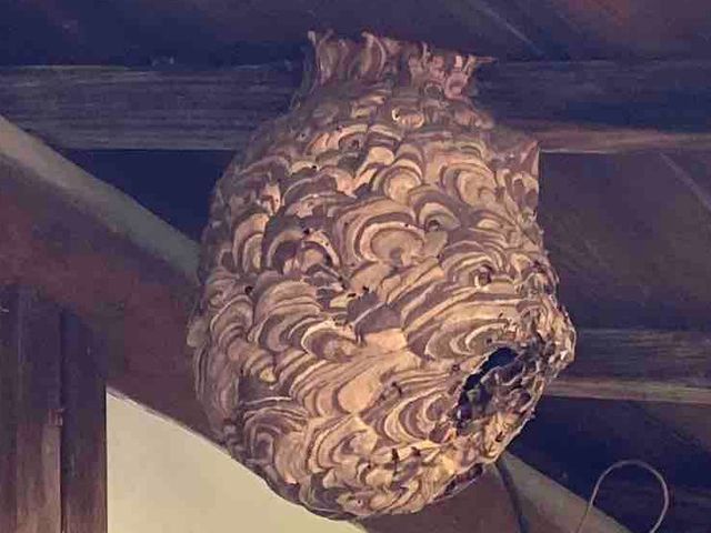 低所の蜂駆除専門