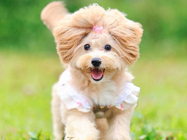 撮影歴7年・のべ数千頭の撮影実績！湘南〜西湘エリアの自然を生かしたナチュラル撮影