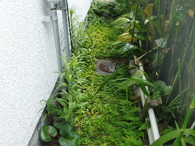 草むしり（手作業）