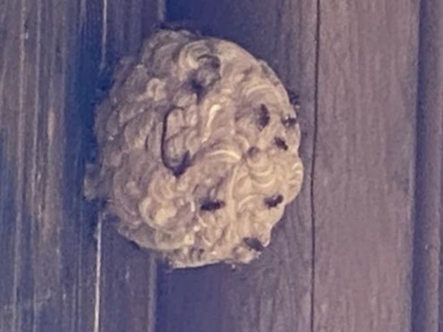 厄介な蜂の巣、低料金で駆除致します。