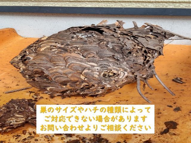 アシナガバチ9000円～　植木の剪定も併せてご依頼頂けると割引あり◎