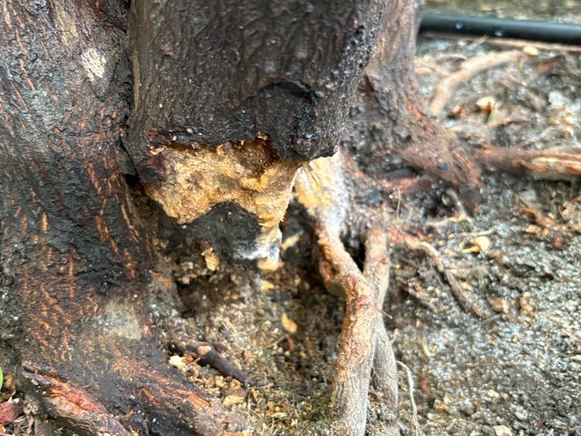 根本に木クズが落ちていませんか？急に枝が枯れ始めたらすぐにご連絡下さい！