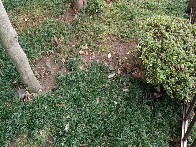 お庭の下草など生えてる箇所の手取りの草取り作業をいたします。