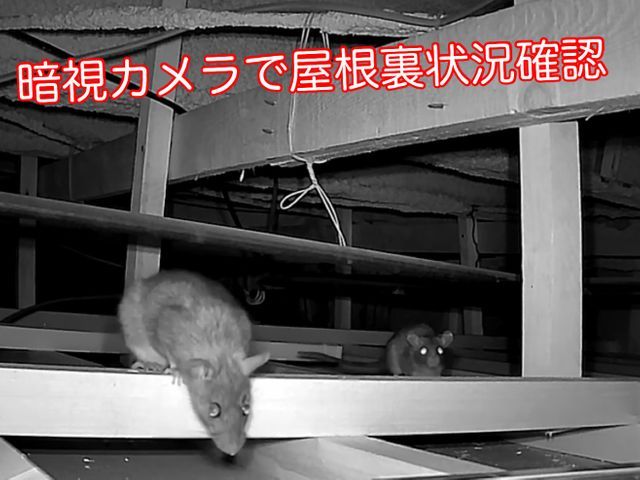【5月はネズミ活発期】増える前に対策を！調査見積もり無料です！口コミ高評価で安心