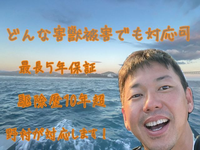 【ネズミ駆除年末まで空き僅か】1度口コミ覗いてください！調査〜お見積りまで無料！