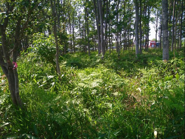 【林業で培った草刈り技術】で素早くキレイに草刈りします！