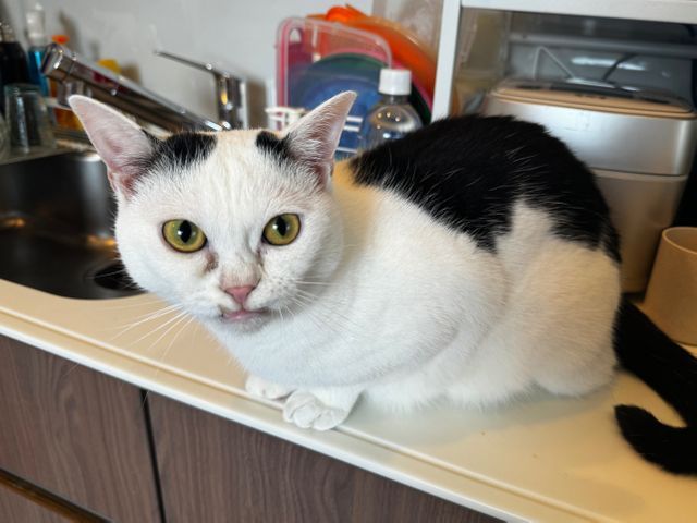 全員女性スタッフ◎愛情たっぷりお世話代行！飼い主様に寄り添います。