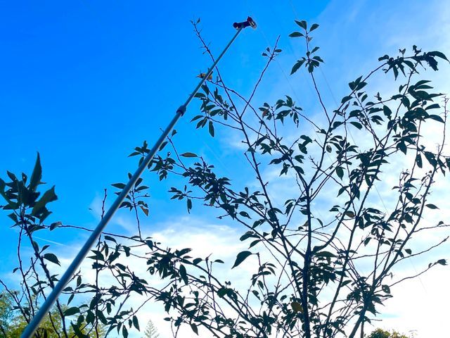【菜園、樹木、外壁にも対応!!】外からの害虫駆除、予防致します！