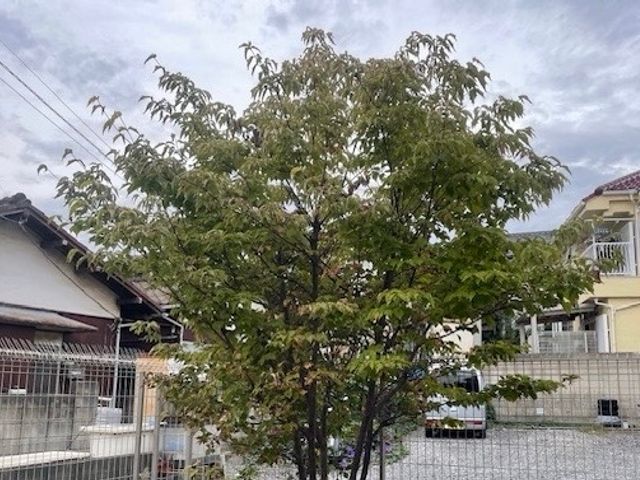 26年の経験でお庭のパートナーとして1本からでも気軽にご相談ください