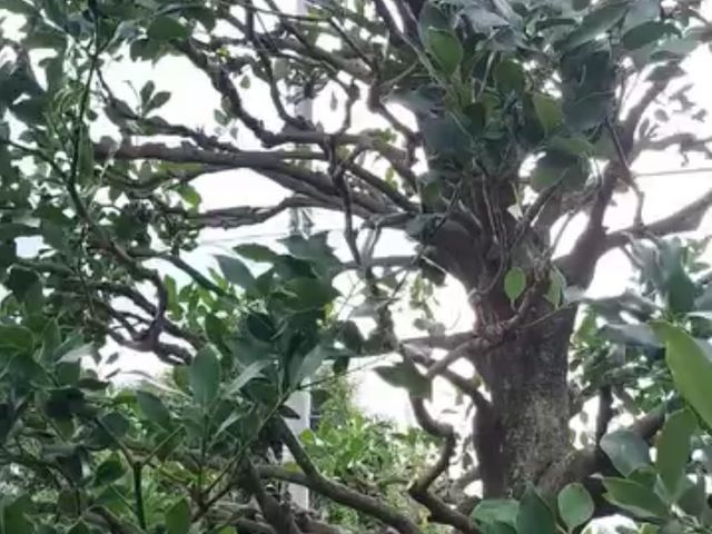 3月新規出店◎害虫対策｜毛虫｜蜂｜相談歓迎｜店長対応【前橋市】