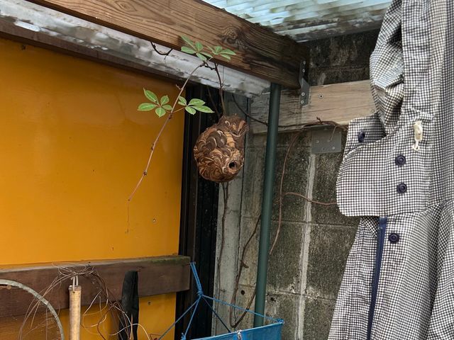 大阪・奈良を中心に近畿一円で活動してます！蜂の巣駆除ならお任せください！