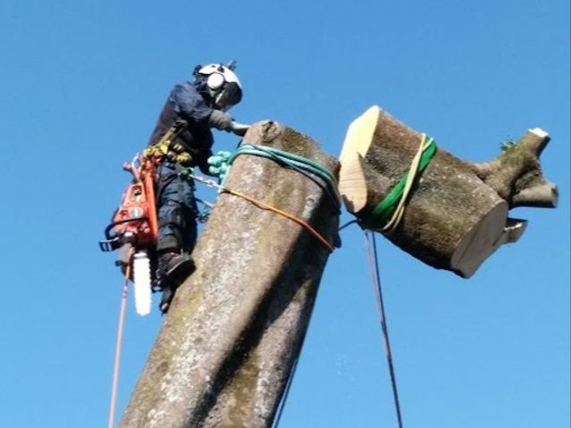 静岡県西部【優良】口コミ No.1☆ダイレイ造園🄬☆国家認定資格者☆技術と信頼