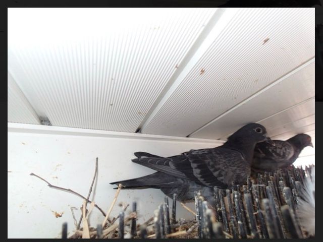 ハト駆除、鳩よけを専門としたプロがお悩みを解決いたします！！