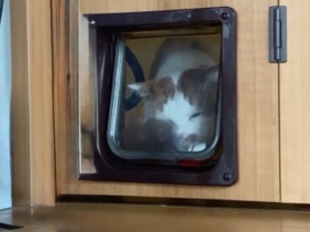 ペットドア取付