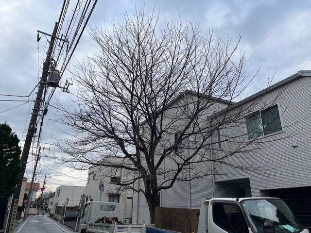 他社様からお断りされた案件是非一度ご相談ください！難しい伐採多数経験有り！