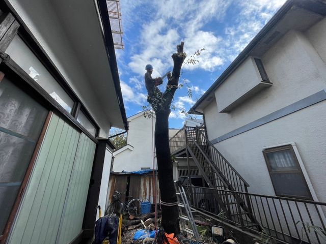 他社様からお断りされた案件是非一度ご相談ください！難しい伐採多数経験有り！