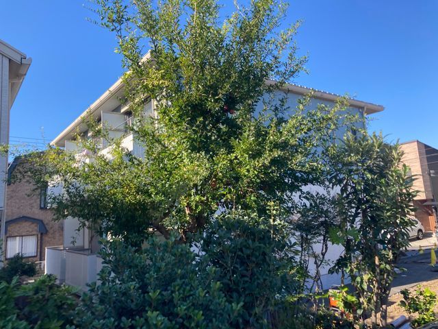 管理しきれない木の剪定、伐採はお任せください！！