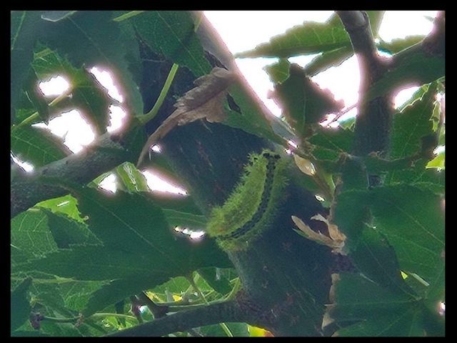 24時間、当日可能です！国家資格取得のプロによる徹底駆除！まずは無料相談から→