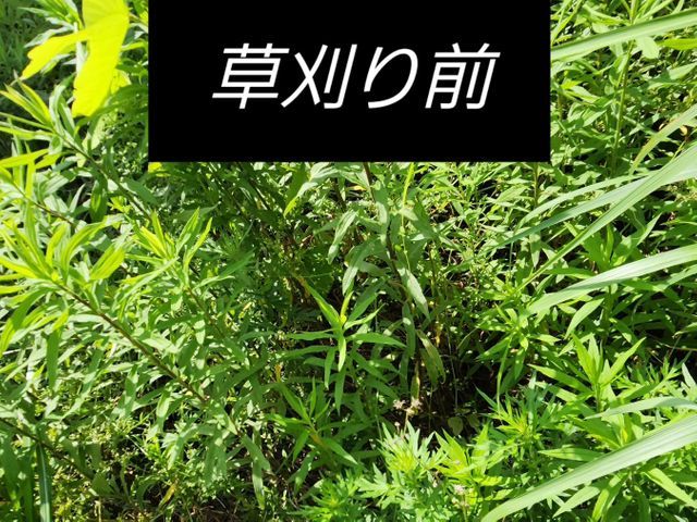 庭木、私有地の伐採、お任せ下さい！