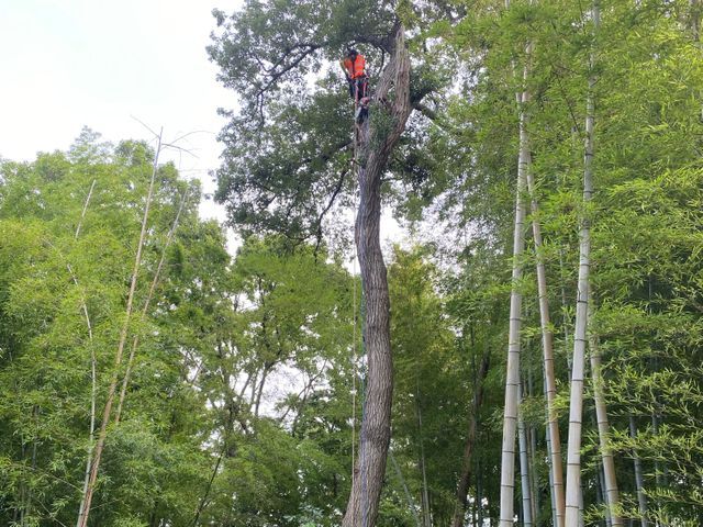 庭木の伐採•抜根