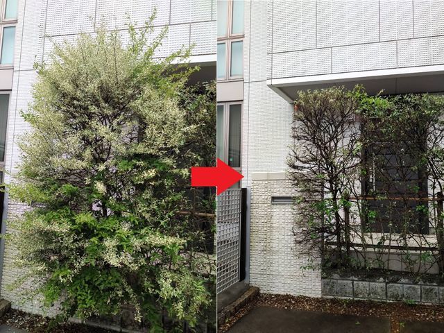 年間100件の実績！レスキュー隊経験者が安全第一で美しく仕上げます