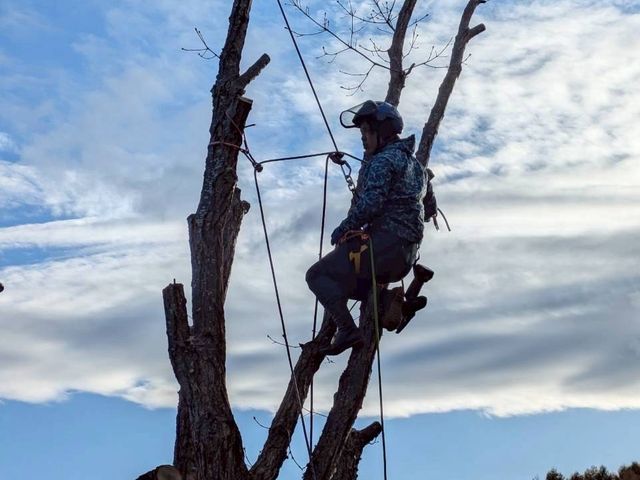 庭木の伐採、抜根、高木、他店で断られた案件もお任せください。