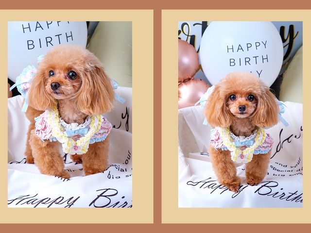 ペット出張＆スタジオ撮影｜自然でかわいい瞬間を残すフォトセッション