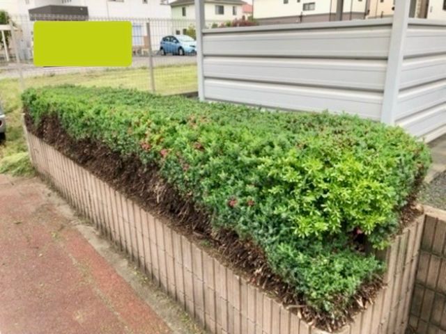 庭木の剪定・お手入れサービス