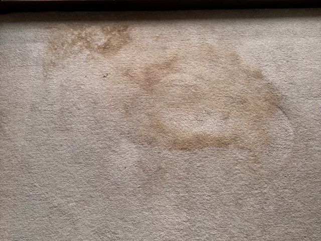 【カーペットクリーニング】飲食店や住宅の豊富な施工実績！将ちゃんにお任せ！