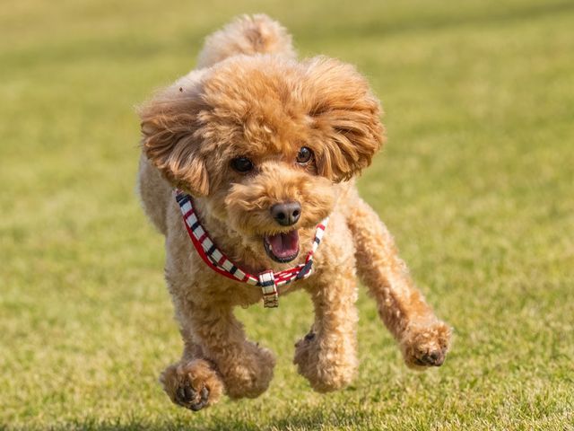 ペットの表情を完璧に捉える！お客様満足度抜群の自社スタッフによる専門撮影