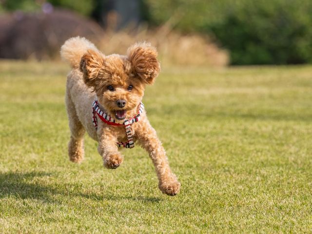 【出張ペット撮影】自然な表情を逃さないプロカメラマン｜ご自宅・屋外対応