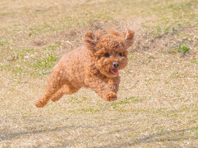 ペットの表情を完璧に捉える！お客様満足度抜群の自社スタッフによる専門撮影