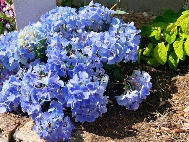 【群馬県の植木屋】豊富な経験を持つプロの庭師がご相談から作業まですべて行います！
