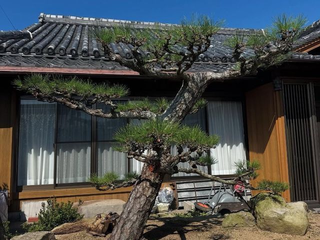 庭の剪定・木の伐採・草刈り・草抜き　　本格的な日本庭園から洋物の木々までお任せ