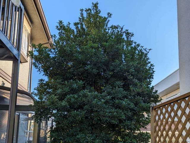 庭木の剪定、草刈り、伐採は【（株）大塚テクニカルサービス】にお任せください！