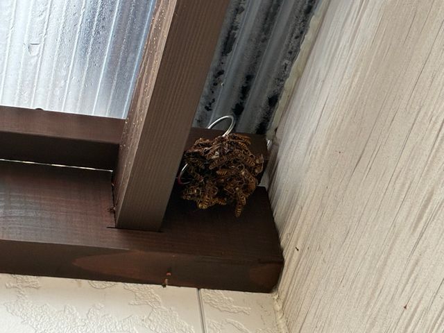 ◆放っておくと危険です◆ハチの巣駆除は弊社にお任せ下さい！迅速丁寧な対応◎