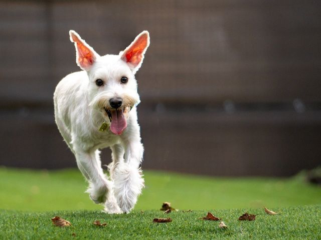 当方も愛犬家です。愛犬家の目線で撮影します◆PayPay他各種ＩＤ決済可