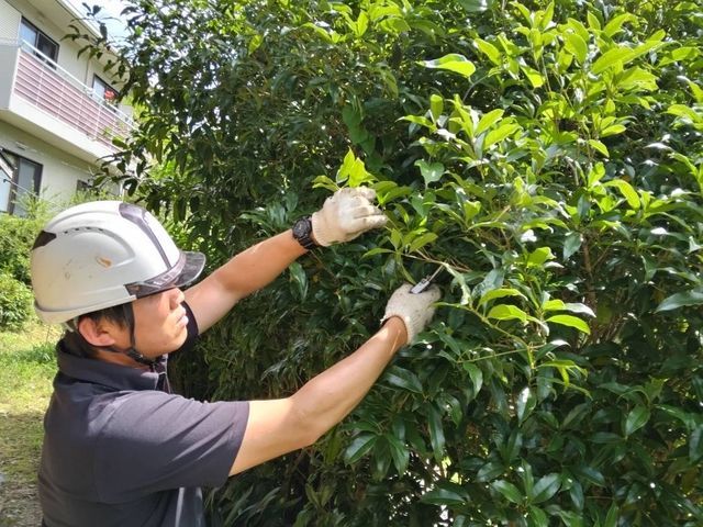 自然風剪定で暖かみのあるお庭へ！樹木を多角的に観察し、ご要望に沿った剪定をします