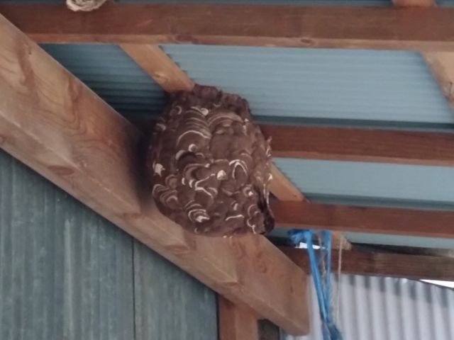 害虫駆除はプロにお任せください!アシナガバチ〜スズメバチまで退治します!